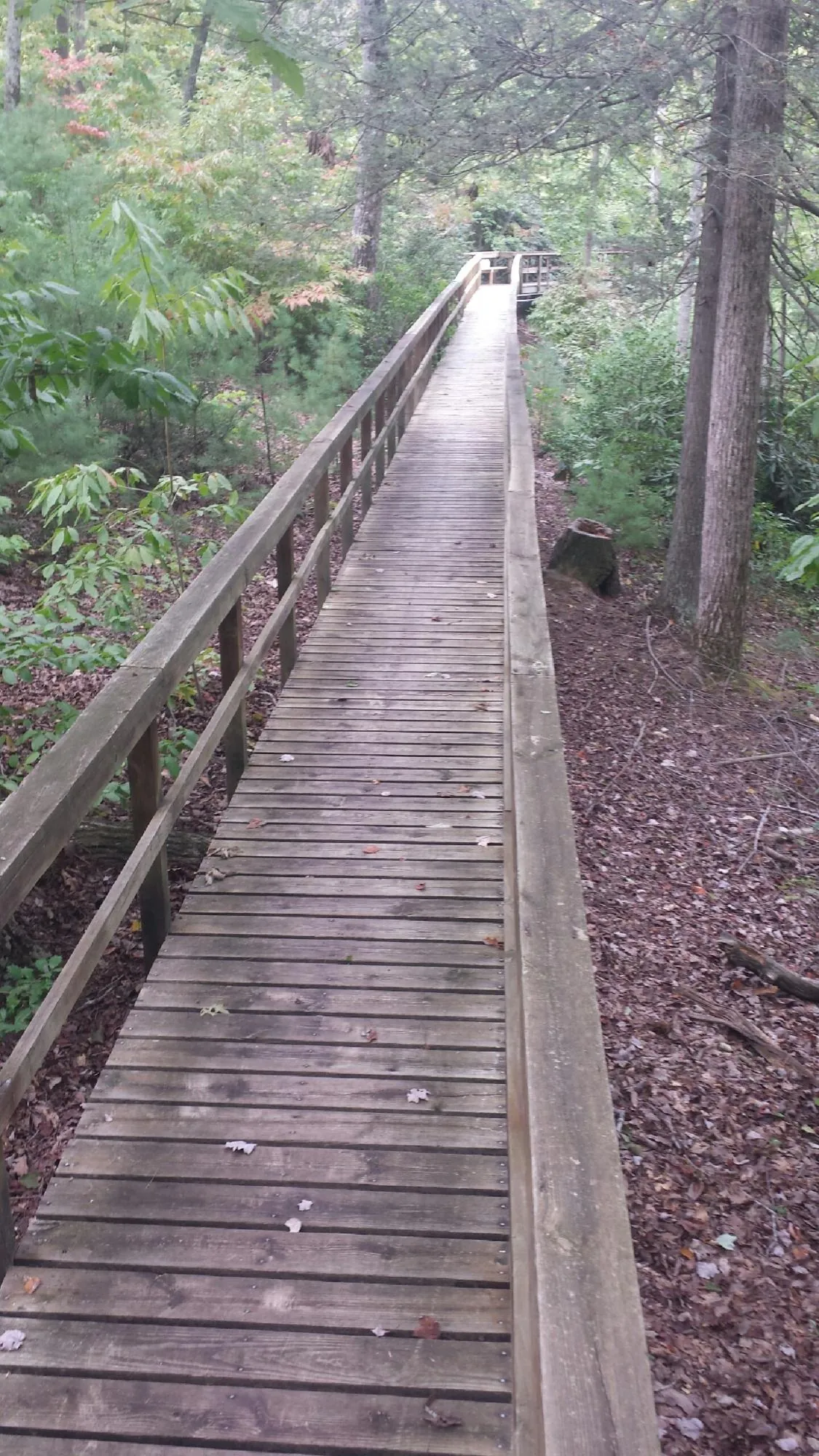 Long wood walkway with handrails built through the woods in Bladenboro